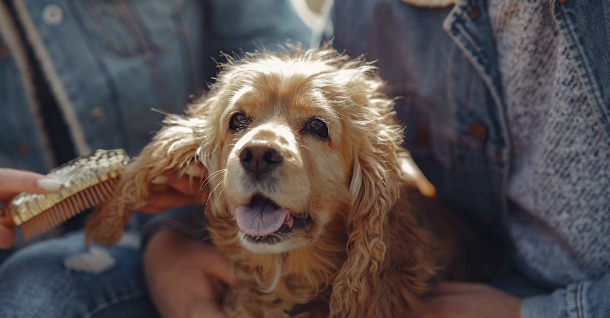 The Best Dog Brushes and Combs