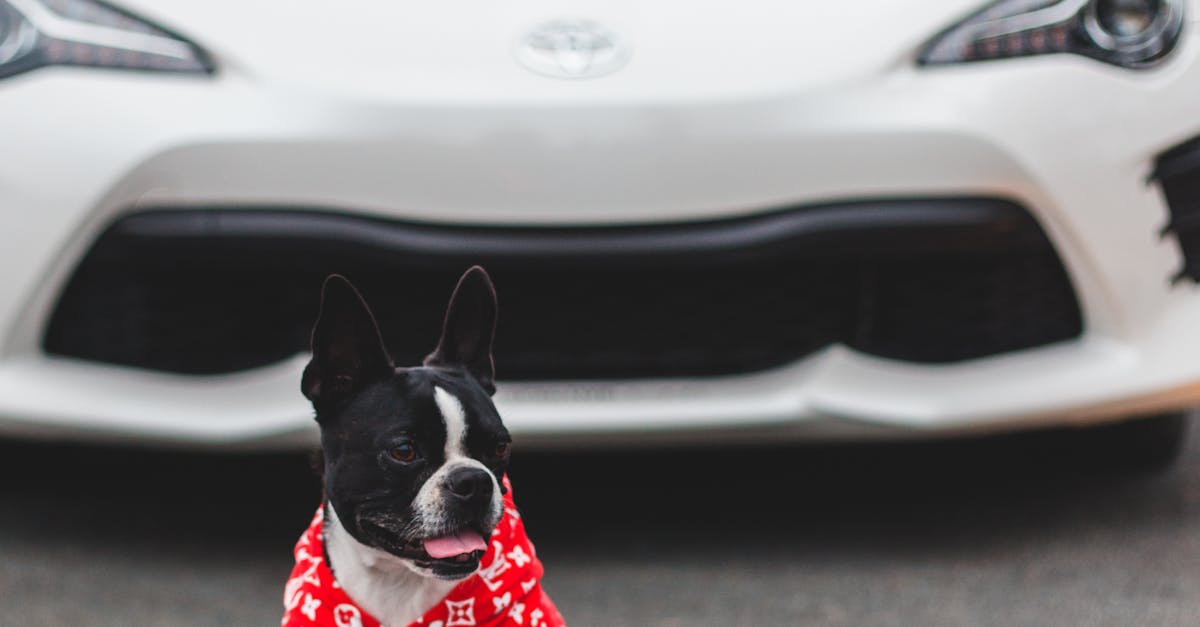 Dog Clothing: When It’s Necessary