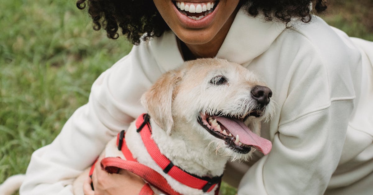 Choosing the Right Dog Leash and Collar