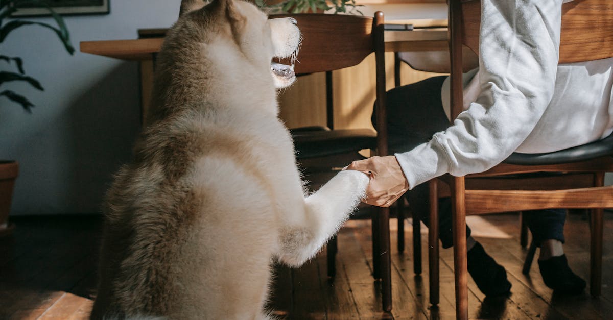 How to Choose the Right Pet Supplies for Your Dog