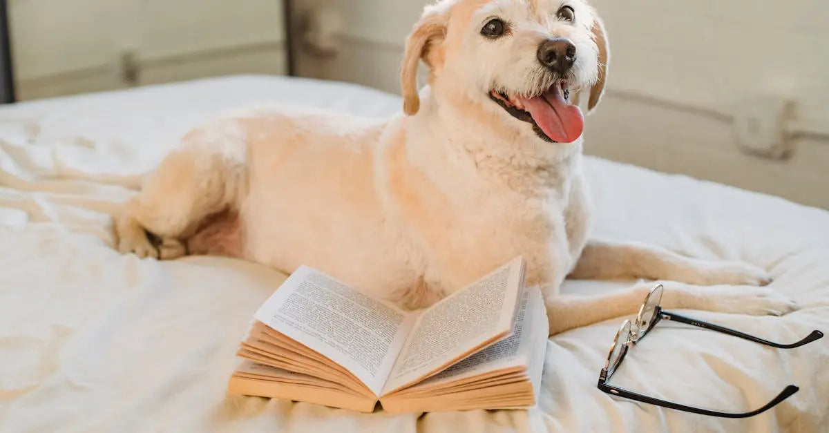 Selecting the Perfect Dog Bed SHELANDY