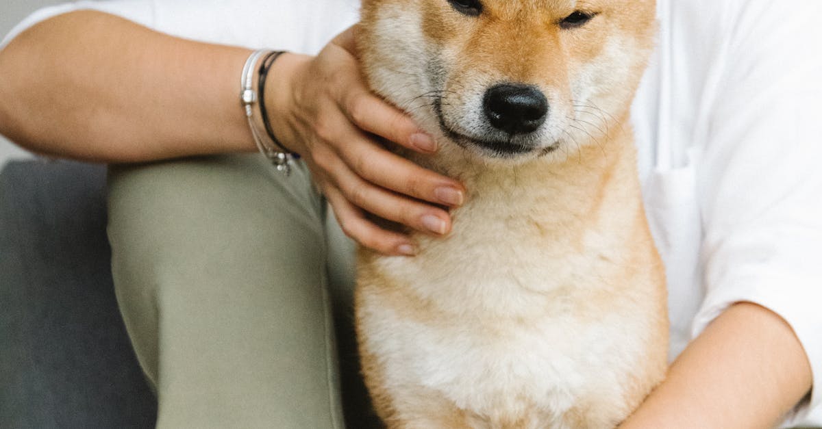 Essential Dog Grooming Supplies